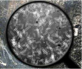 16S and ITS rRNA sequencing