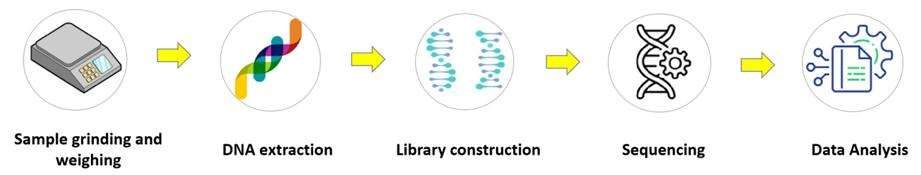 16S and ITS rRNA sequencing workflow - CD Genomics