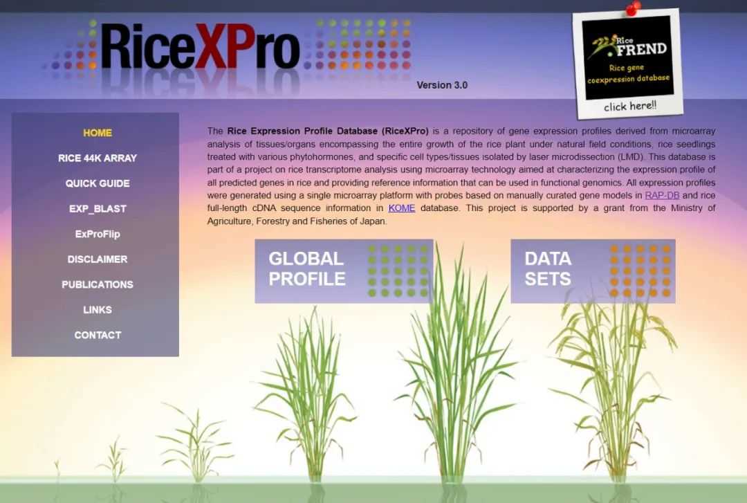Repository of rice gene expression profiles database (RiceXPRo)