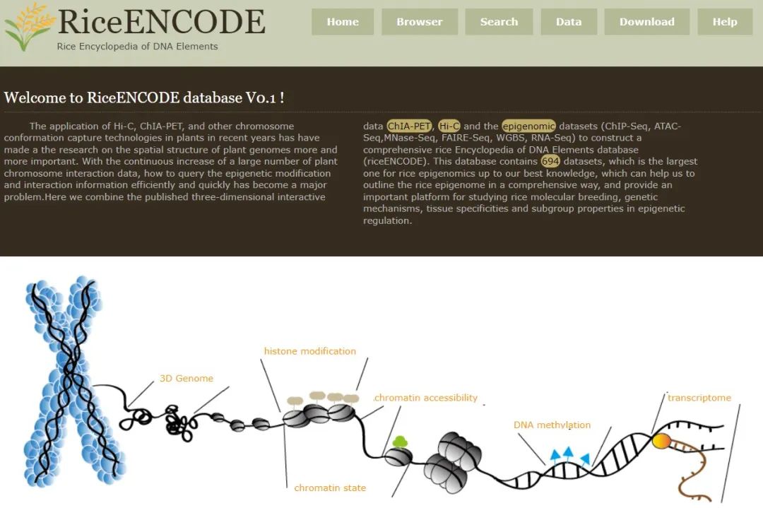 Comprehensive encyclopedia database of rice DNA elements database (RiceENCODE)