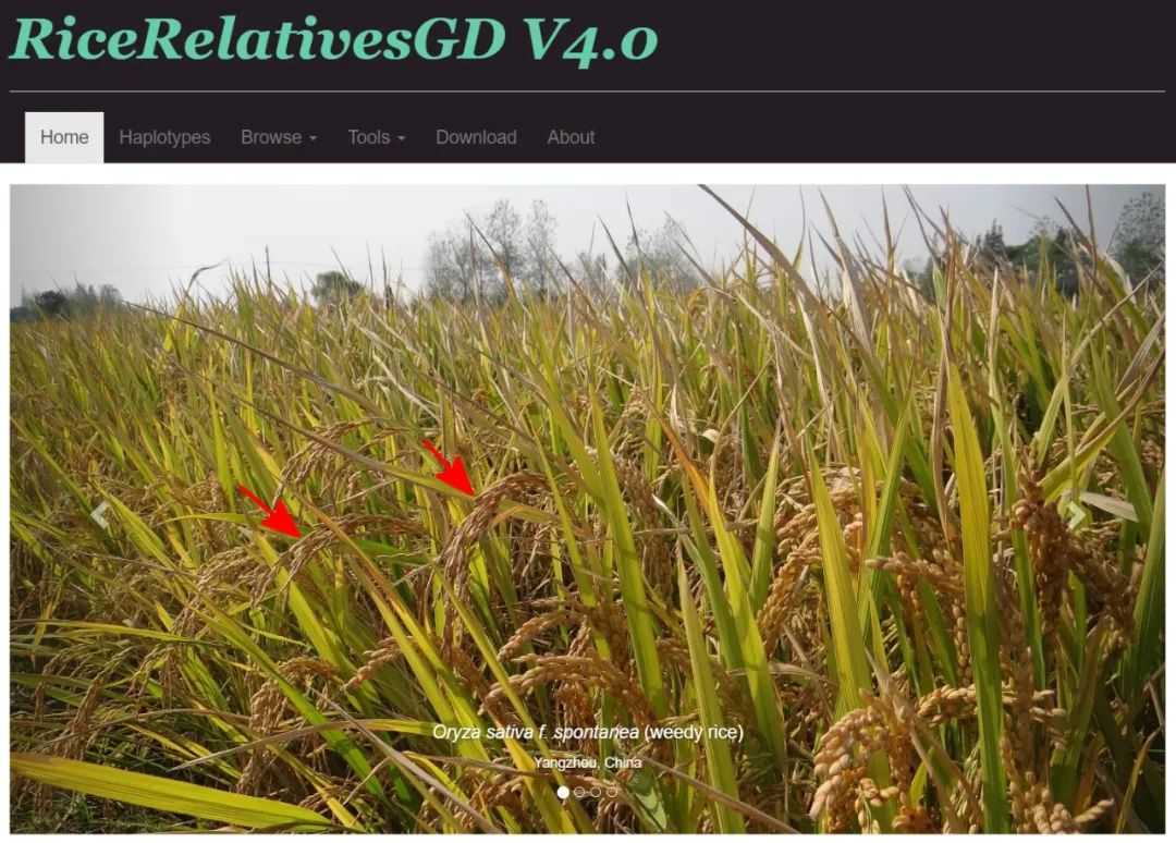 Rice-related species genome database (RiceRelativesGD)