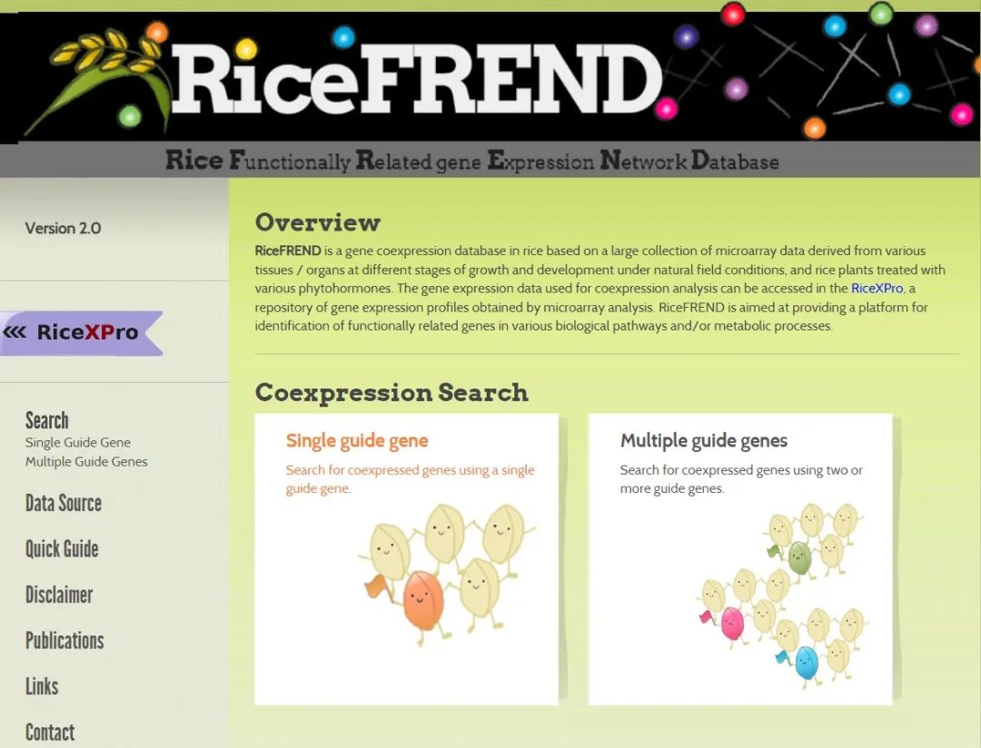 Rice gene co-expression database (RiceFREND)