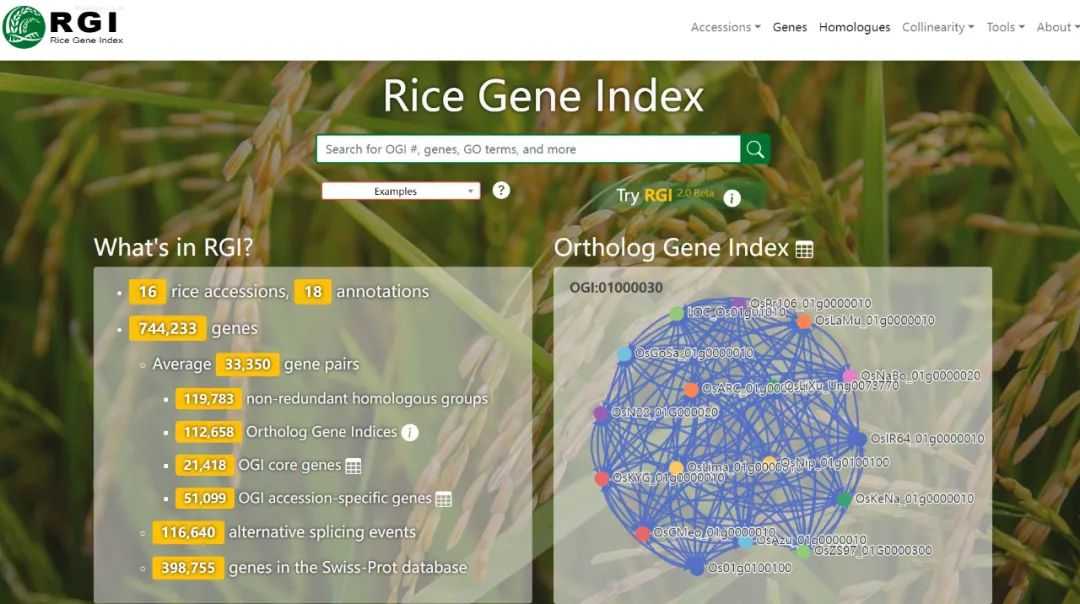 A comparative genomics database called Gramineae