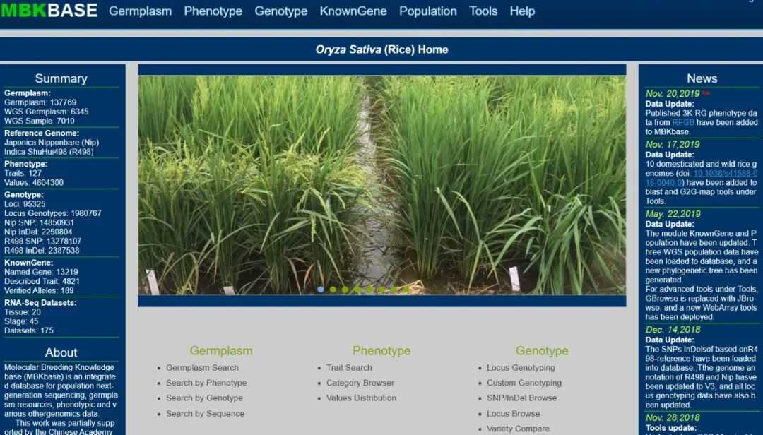 Rice SNP retrieval database (Rice SNP-Seek)