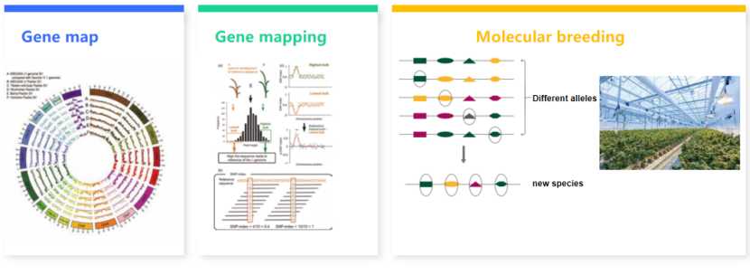 Applications in gene-assisted breeding