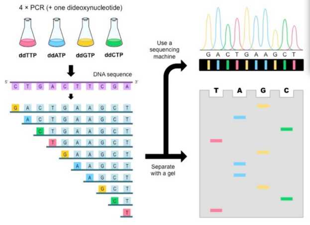 Workflow of Sanger sequencing