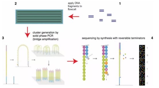 Workflow of Illumina sequencing technology