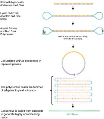 Schematic diagram PacBio CCS sequencing mode