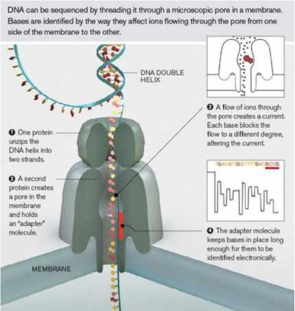 Methods of nanopore sequencing