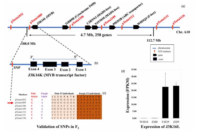NGS Technology: A New Revolution in Animal and Plant Breeding