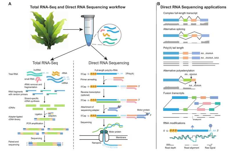 Outlook of three generations sequencing technology