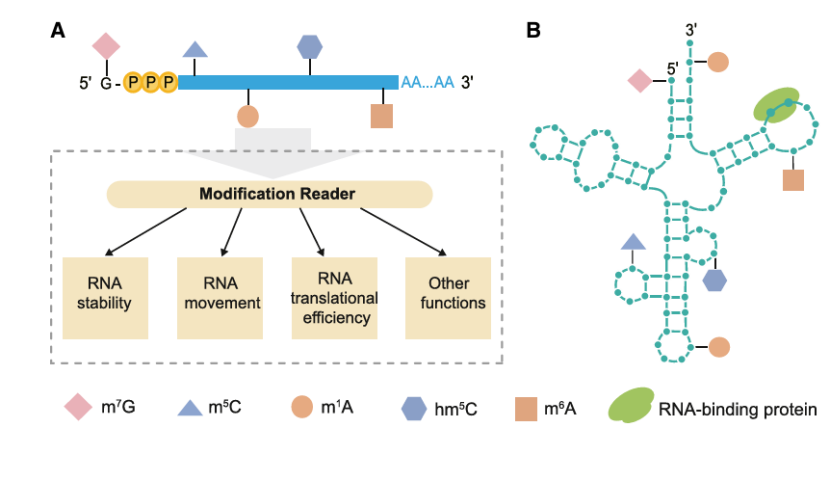Sequencing methods invented by Sanger