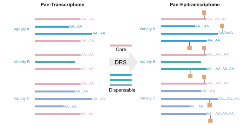 Sequencing methods invented by Sanger
