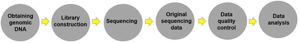 2bRAD services workflow - CD Genomics
