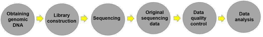 2bRAD services workflow - CD Genomics