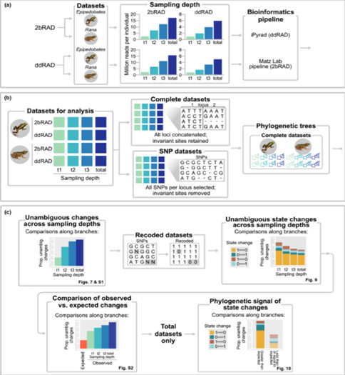 Benchmarking ddRAD vs. 2b-RAD methodologies for genome-wide genotyping (Chambers et al., 2023)​