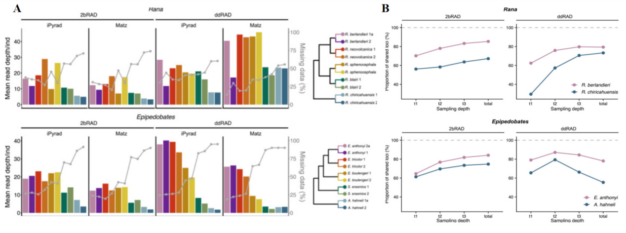 Benchmarking ddRAD vs. 2b-RAD methodologies for genome-wide genotyping (Chambers et al., 2023)​