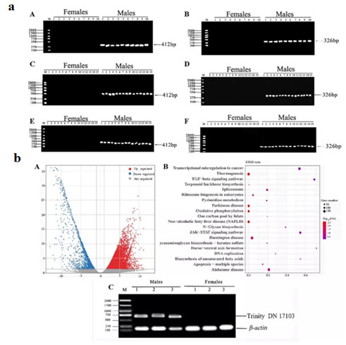 Species-specific application of 2b-RAD in hybrid fish (Megalobrama amblycephala ♀ × Ancherythroculter nigrocauda ♂) (Zhang et al., 2022)