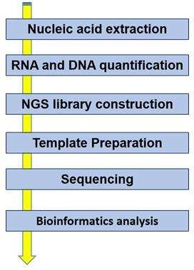 NGS sequencing workflow - CD Genomics