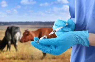 Animal Genetically Engineered Vaccines