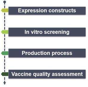 Fig. 2. Animal genetically engineered vaccine development workflow - CD Genomics