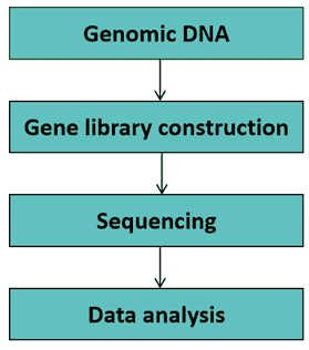 De novo sequencing workflow-CD Genomics