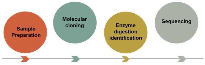 Cloning and sequencing process-CD Genomics