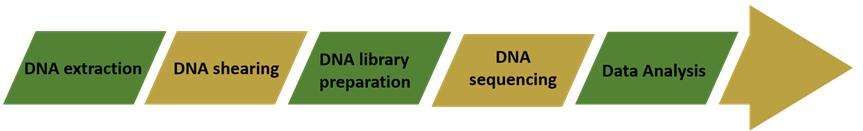 Whole genome sequencing workflow-CD Genomics