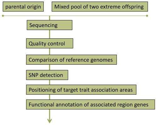 Fig. 2. BSA technical routes - CD Genomics