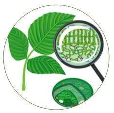 Chloroplast DNA (cpDNA) sequencing