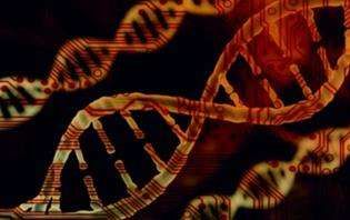 Advancing Bovine Parentage Assessment through High-Throughput Sequencing and SNP Genotyping