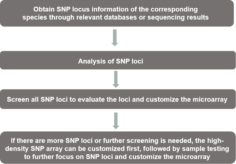 Fig. 2. Our custom SNP microarrays process - CD Genomics