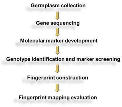 Fig. 2. Technical route of DNA fingerprinting - CD Genomics