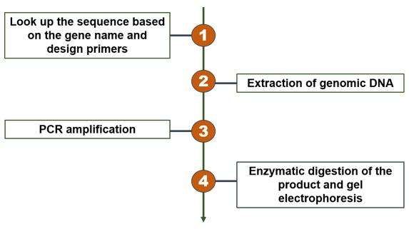 Services workflow - CD Genomics