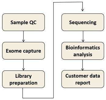 Exome sequencing workflow - CD Genomics