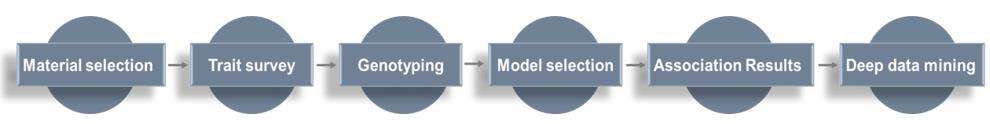 Fig. 2. Technical route of GWAS - CD Genomics