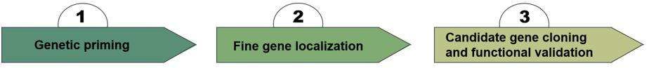 Fig. 2. Gene mapping services workflow - CD Genomics