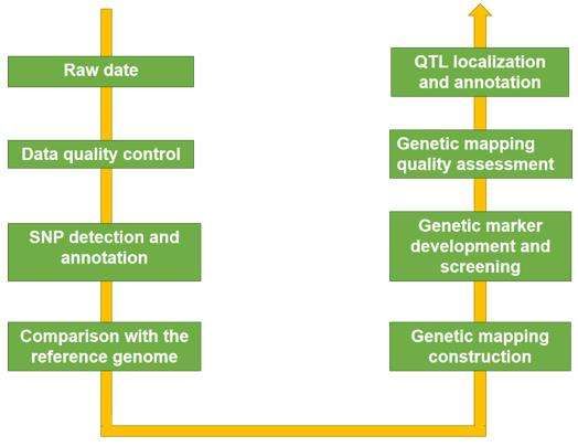 Fig. 2. Technical routes of genetic linkage map - CD Genomics