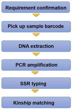 Fig. 2. Our SSR service workflow - CD Genomics