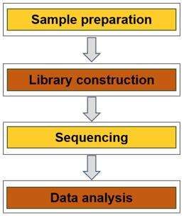 Long-read sequencing process - CD Genomics