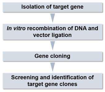 Fig. 2. Genetically engineered vaccine preparation process - CD Genomics