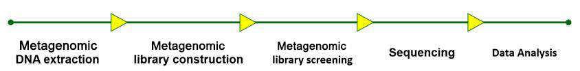 Metagenomics sequencing workflow-CD Genomics