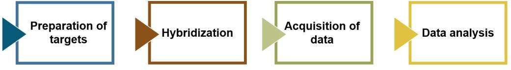 Microarray services workflow - CD Genomics