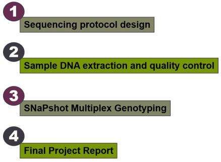 Multiplex SNaPshot workflow - CD Genomics