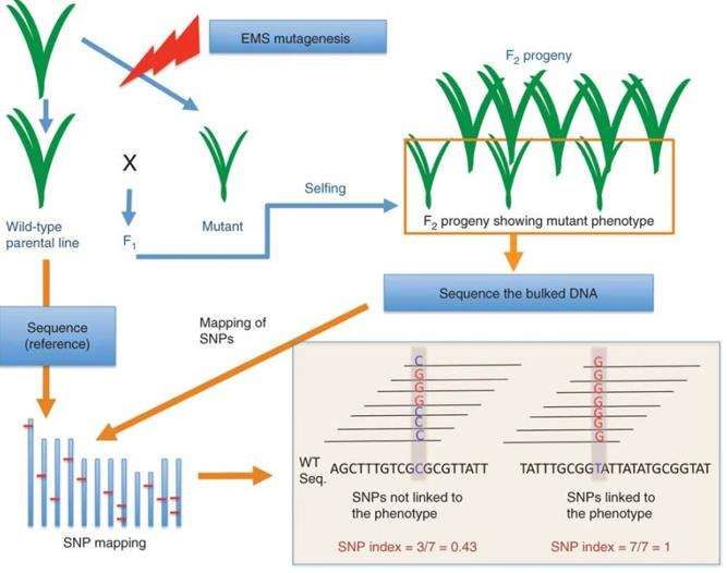 Fig. 2. Simplified scheme for application of MutMap. 