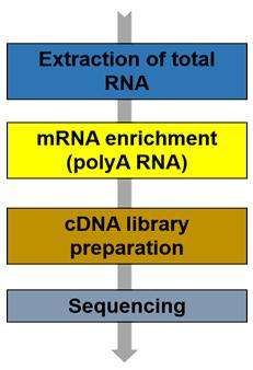 RNA-seq workflow-CD Genomics