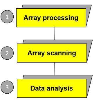 SNP microarray workflow - CD Genomics