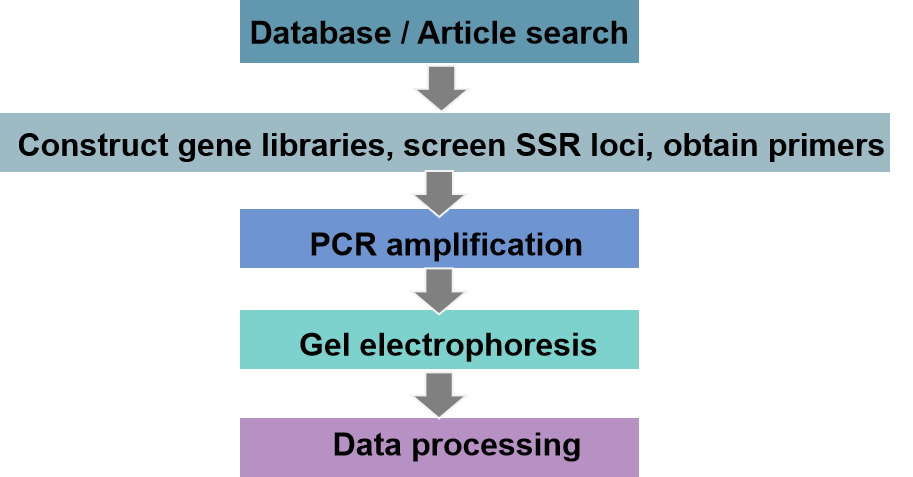 SSR analysis workflow - CD Genomics