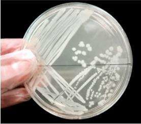 Sanger sequencing of bacteria and phages