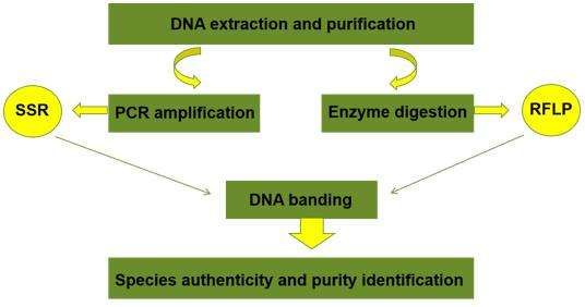 Fig. 2. Seed variety identification process - CD Genomics